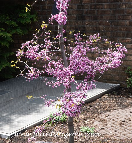 Pink Heartbreaker Redbud (Cercis canadensis)